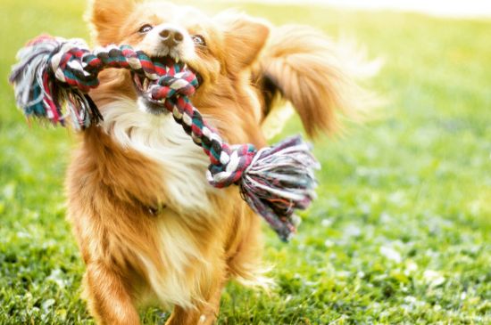 诊断狂犬六个标准