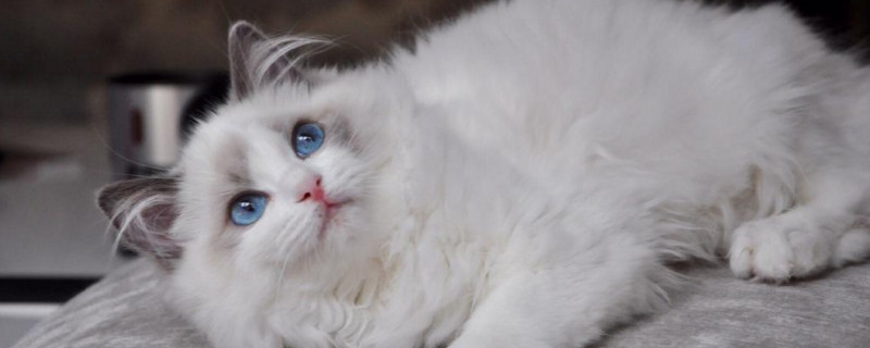 小猫多久可以驱虫药