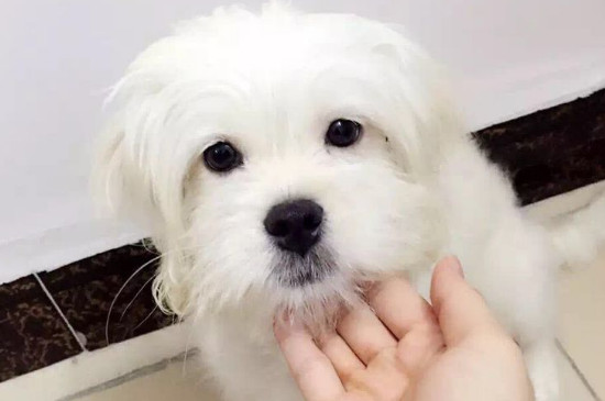 狗狗腿发抖