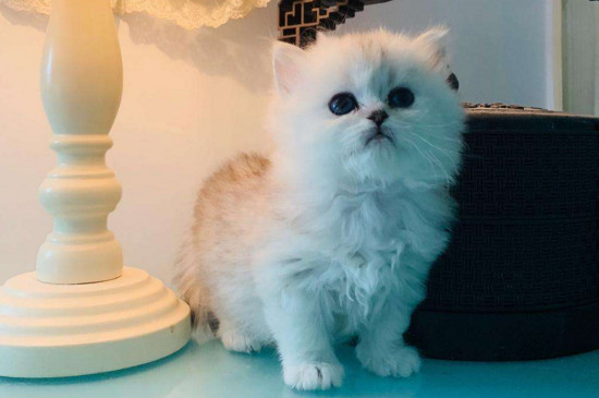 猫咪外驱虫后注意事项