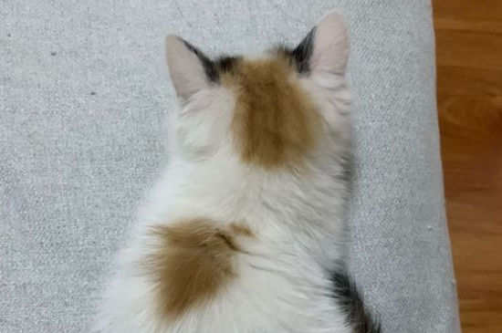 公猫不会配猫怎么办