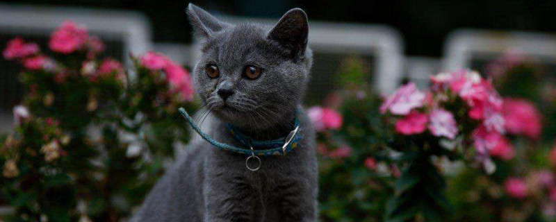 母猫没奶水的表现，猫没有奶水怎么办