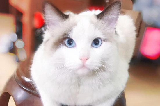 猫可以吃鸡肉吗