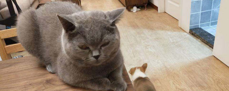 初次养猫需要买什么