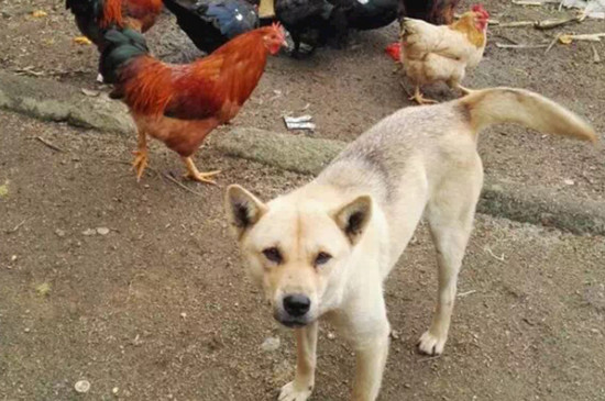 狗狗吃老鼠药能活几率