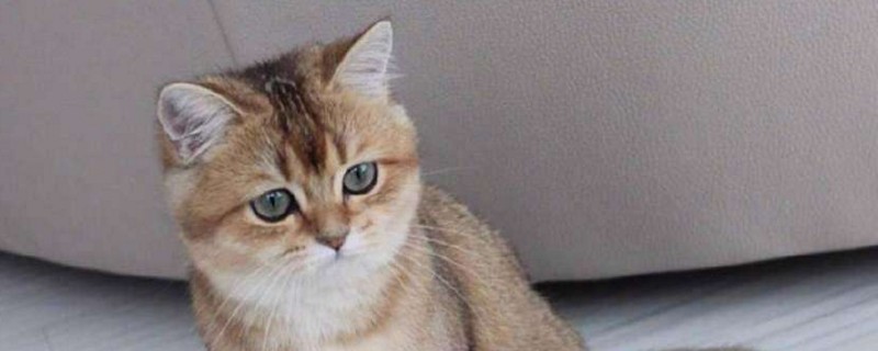 金渐层猫为什么贵