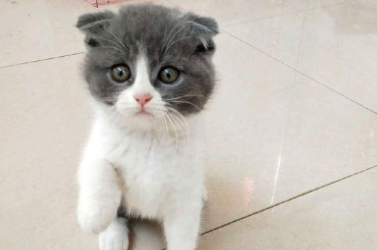 猫配种打架怎么办