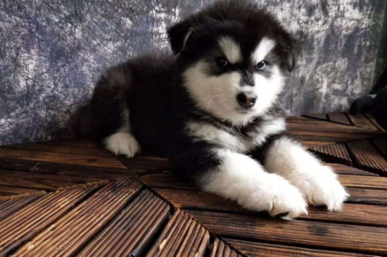 幼犬晚上叫要理它吗
