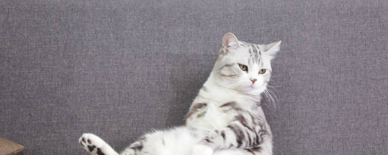 猫太胖了怎么办