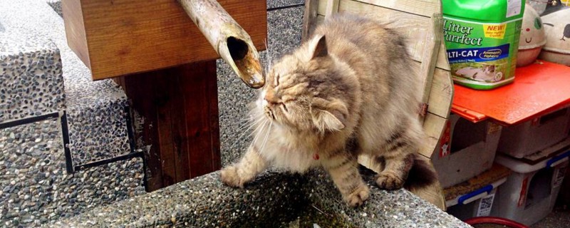 猫咪到新家要注意什么