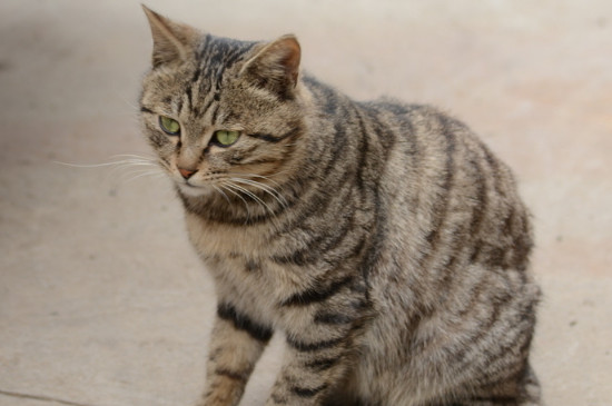 小猫大便末端带血