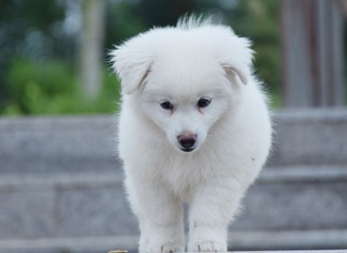 大白熊犬为什么禁养