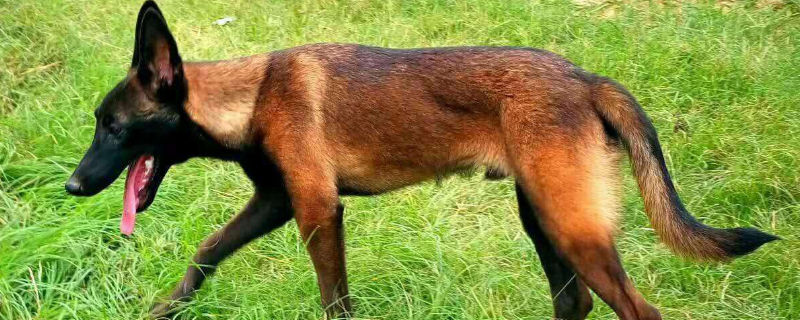 莱州红犬容易咬人吗