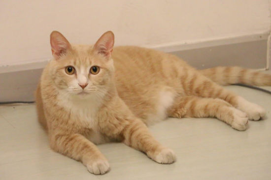 短腿橘猫是什么品种