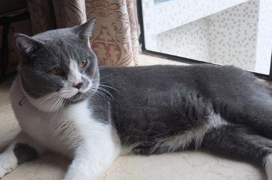 两只未绝育公猫可以一起养吗