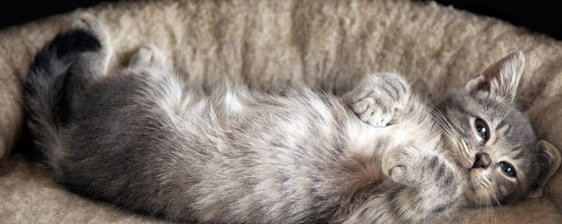 猫咪能吃能喝但长不大