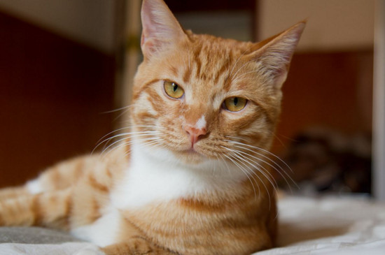 猫吃化毛膏吐了