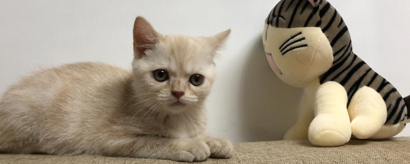 猫鼻子干裂结痂