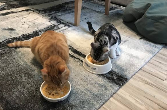 自制营养猫饭