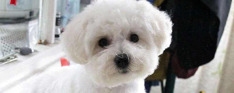 比熊冬天怕冷吗