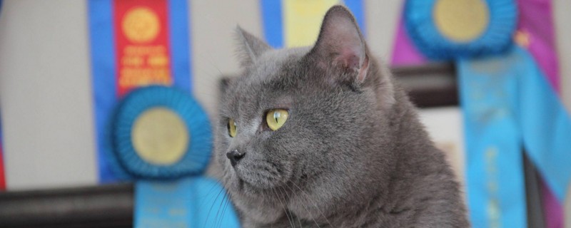 蓝猫公母区别