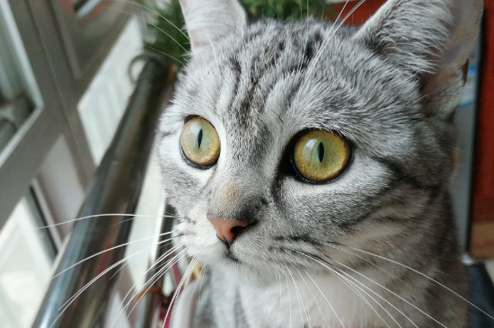 猫口臭怎么治