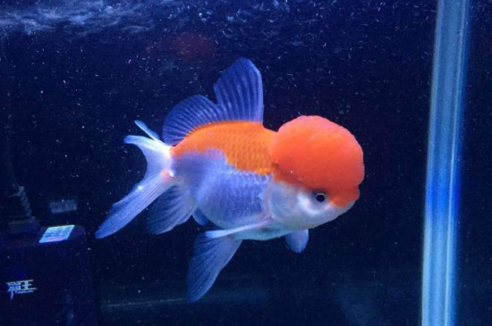 80的鱼缸能养多少鱼