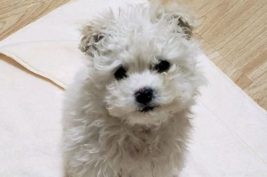 狗狗吃鸡骨头会自愈吗