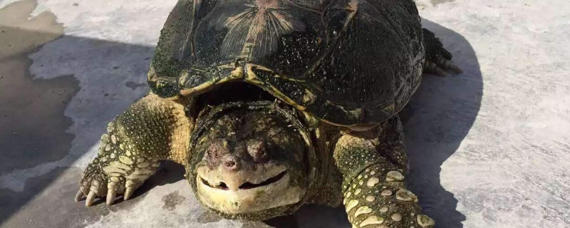鳄龟突然不进食的原因
