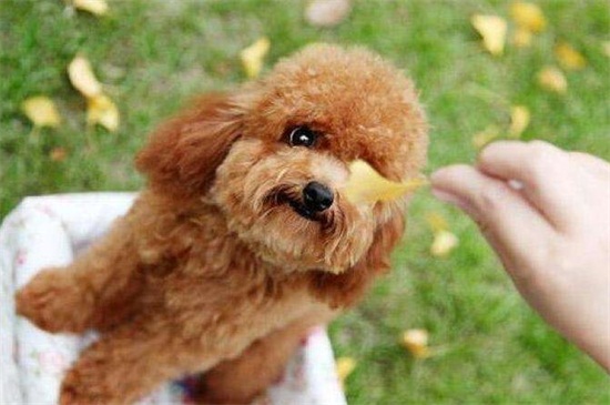 贵宾犬多久认定主人