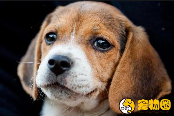 哈利犬是小型犬里的长寿老人，平均寿命长达20年