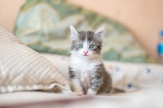 猫咪不吃东西怎么办