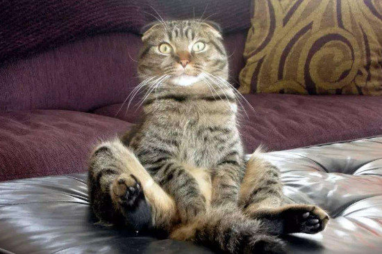 猫喝水吗