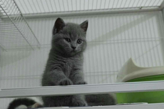 英短蓝猫公猫闹猫表现