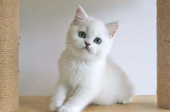 猫瘟半个月可以养猫不