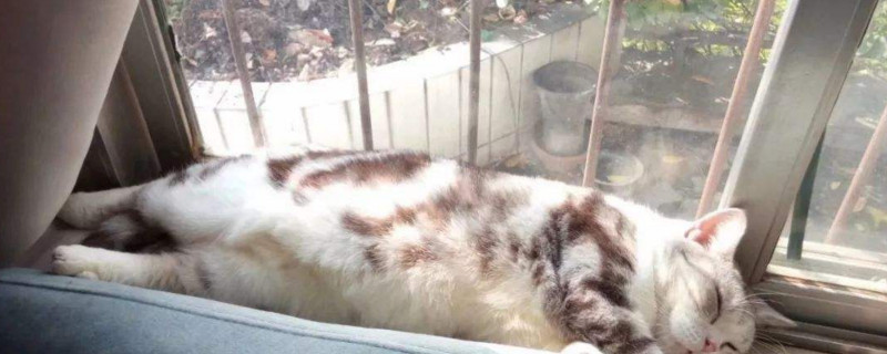 猫驱虫后要和人隔离吗