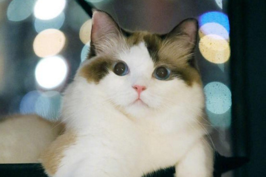 猫一般生几个