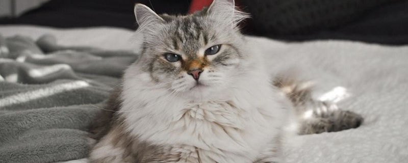 猫能吃杨梅吗