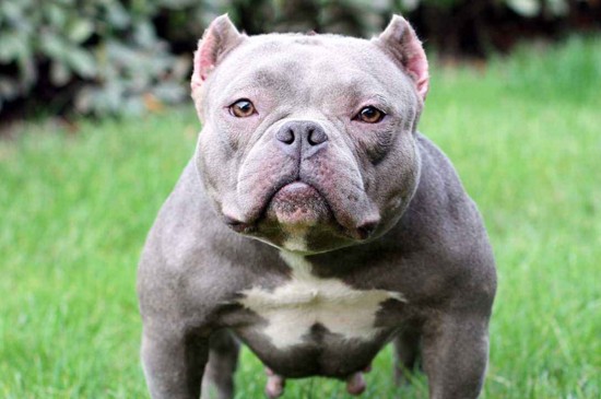 恶霸犬和比特犬的区别，掌握4点就能快速分辨恶霸和比特
