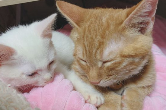 猫怀孕了有什么症状