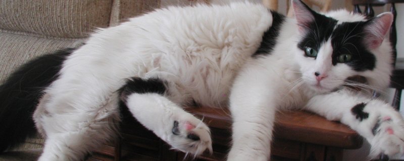 猫咪脖子上有个鼓包