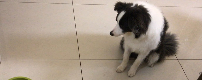 边牧难训怎么办