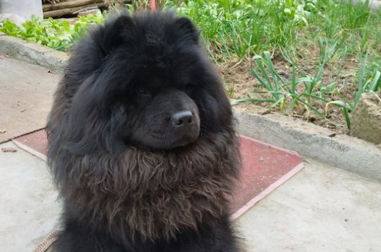 养什么狗防身，这4种狗保护主人意识最强
