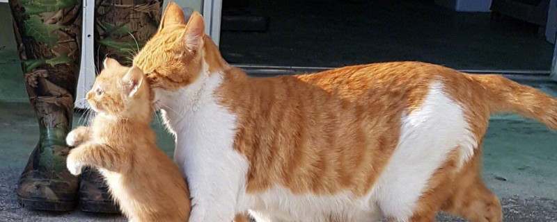 大猫和小猫能一起养吗