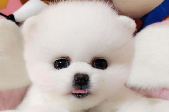 博美吃什么对毛好，多吃蛋白质和维生素可滋养美毛