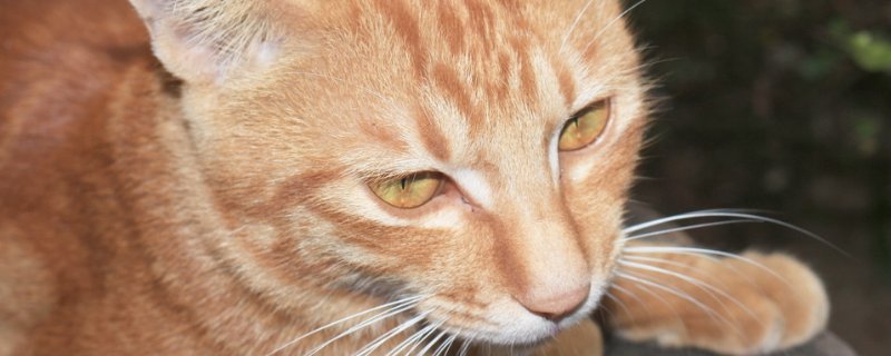 猫体外驱虫多久可以舔