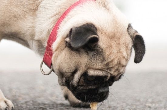 巴哥犬如何量体温，给巴哥犬测量体温的方法