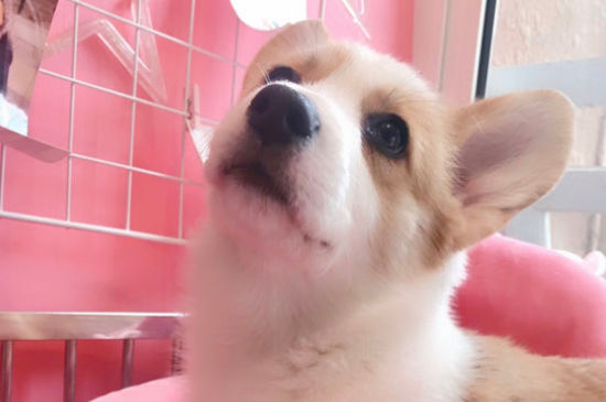 狗狗肚子咕噜咕噜响