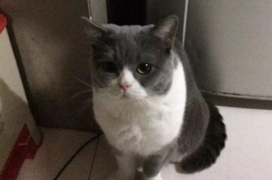 晚上要不要放猫粮，猫半夜需要吃饭吗