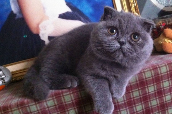 小猫脐带没断怎么办